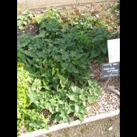 Cornichon d'ane, Concombre a ressort, Ecballium elaterium (Cucurbitacees) (Mediterranee) (1)